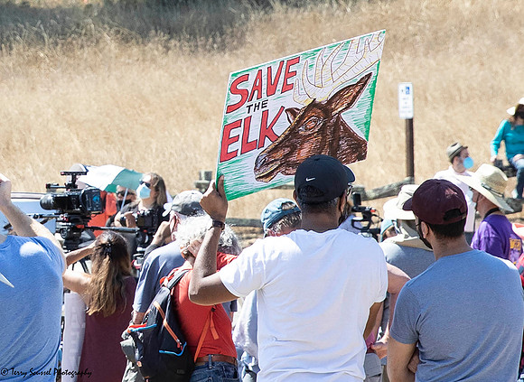 Save the Elk, Pt Reyes 30 (Terry Scussel)