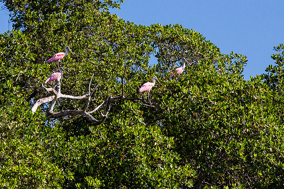 Roseate Spoonbill in Mangrove