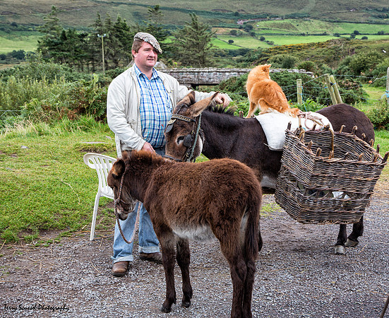 Man, Burro & a Cat, Ireland