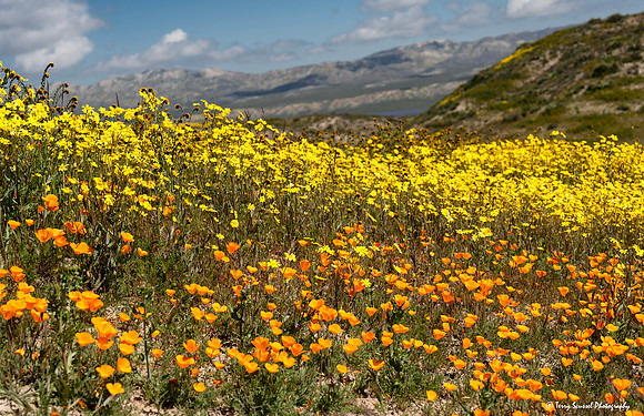 Bloom 1, Caliente Range Road - Carrizo copy