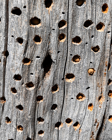 Woodpecker Granary Tree 2