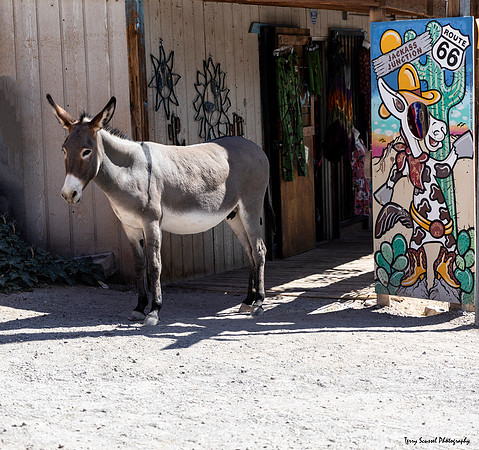 Oatman 5, AZ
