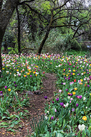Tulip Patch 1