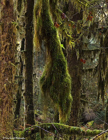 A Walk in the Hoh Rainforest Hall of Mosses 2 copy