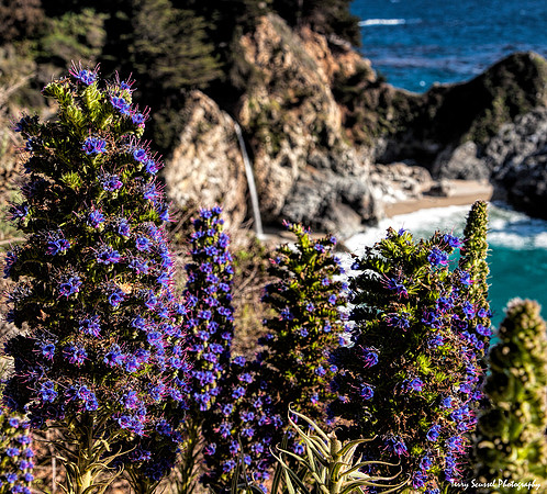 Pride of Madeira, Julia Pfeiffer Burns State Park - McWay Falls Trail