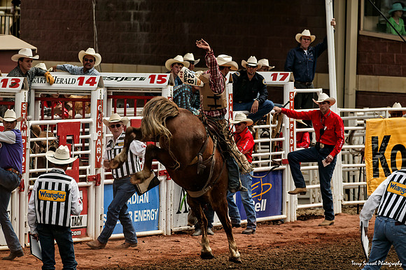 Bronco Riding 3, Calgary Stampede