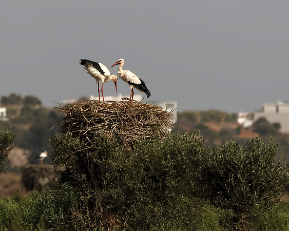 Algarve Stork 5