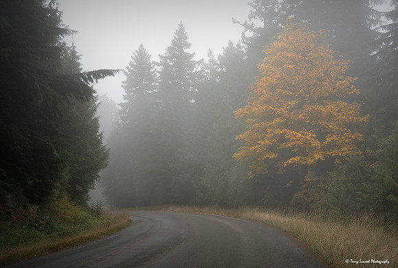 Hurricane Ridge Road 2, Olympic National Park copy