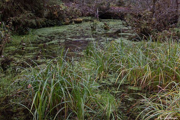 A Walk in the Hoh Rainforest 7 copy