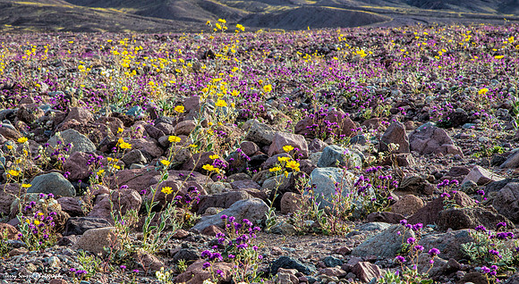 DV in Purple and Yellow 2