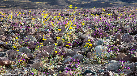 DV in Purple and Yellow