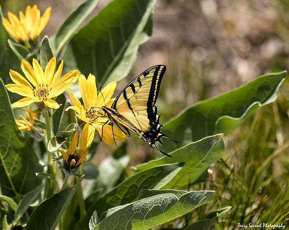Canadian Tiger Swallowtail Butterfly 2
