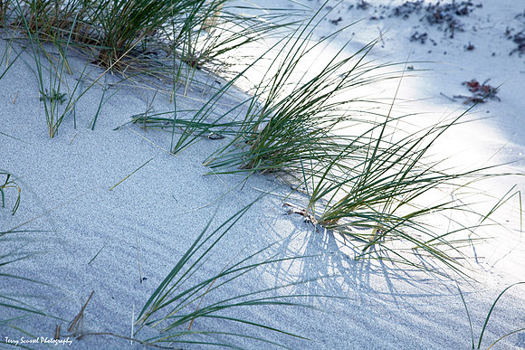 Grass on sand