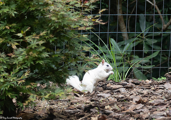 White Squirrel copy