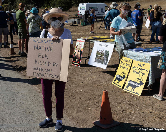 Save the Elk, Pt Reyes 1 (Terry Scussel)