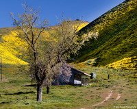 Carrizo 19 - Morning Light