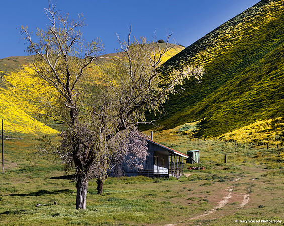 Carrizo 19 - Morning Light