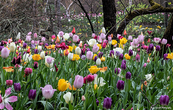Tulip Patch 3