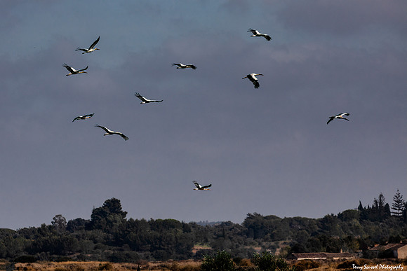 Algarve Stork 4