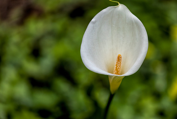 Calla Lily 2