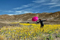 Death Valley - Flowers 1