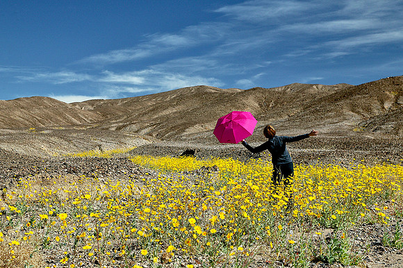Death Valley - Flowers 1