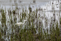 Snowy Egret 2