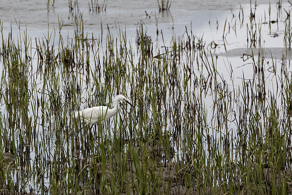 Snowy Egret 2