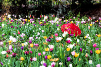 Tulip Patch 6