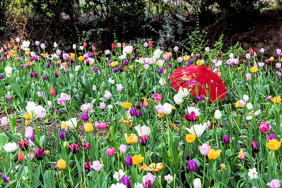 Tulip Patch 6