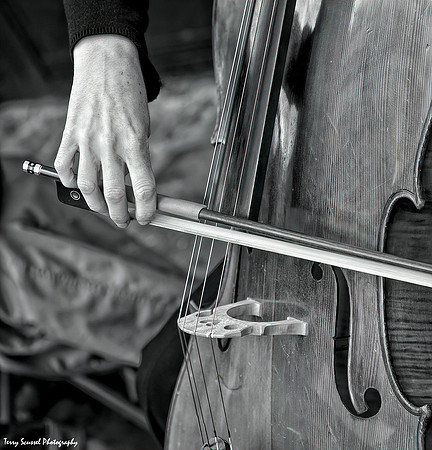 Viola, San Rafael B&W