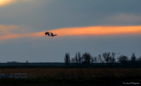 Sandhill Cranes at Woodbridge Ecological Reserve