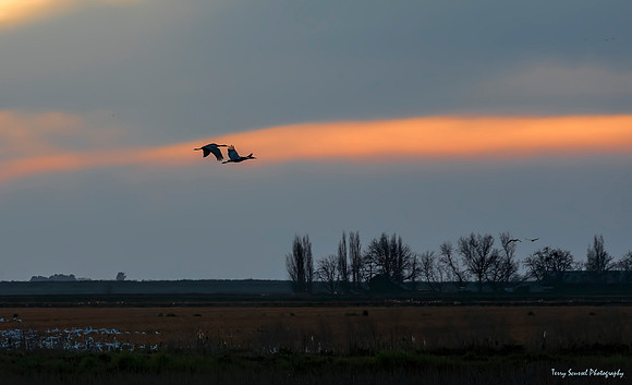 Sandhill Cranes at Woodbridge Ecological Reserve