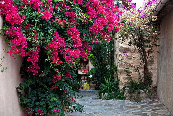 Fuschia, Ramatuelle, France