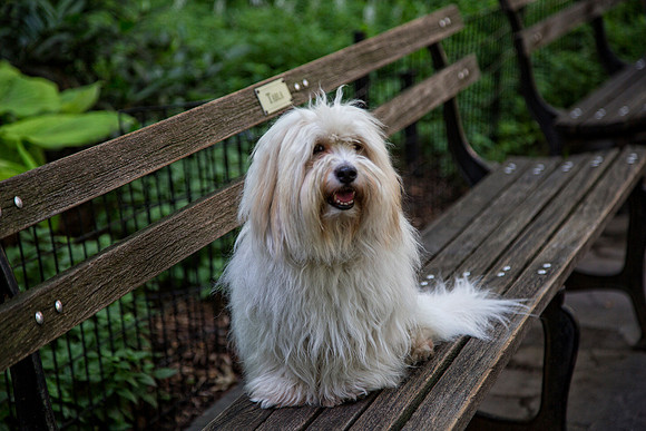 Fido