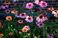 Highline Flowers