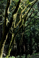 Moss Covered Trees