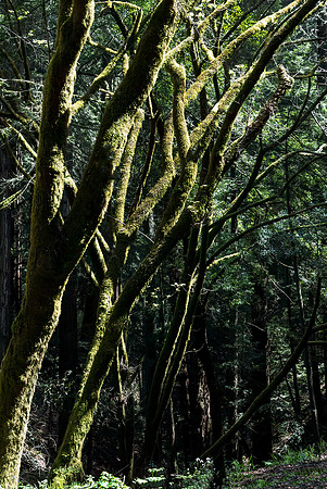 Moss Covered Trees