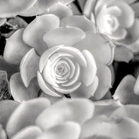 Succulent