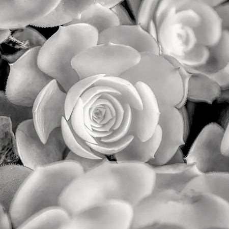 Succulent