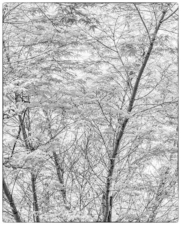 Japanese Maple 1