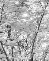 Japanese Maple 2 Painterly