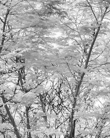 Japanese Maple 2 Painterly