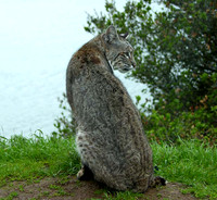 Bobcat 1