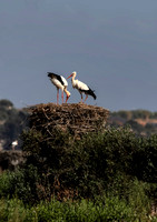Algarve Stork 3