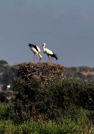 Algarve Stork 3