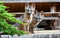 Fox pups