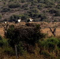 Algarve Stork 1