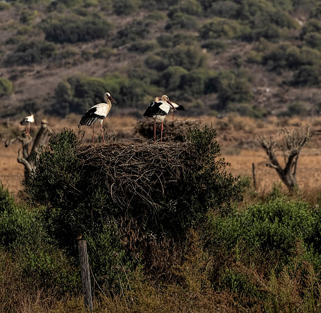 Algarve Stork 1