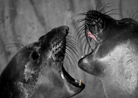Sea Lions